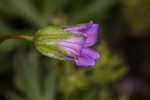 Longstalk cranesbill